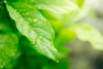 Close up of Dew on leaves texture background  with warm light