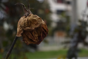 dead flower
