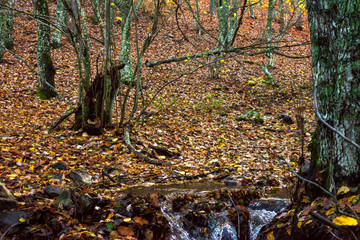 Autumn river