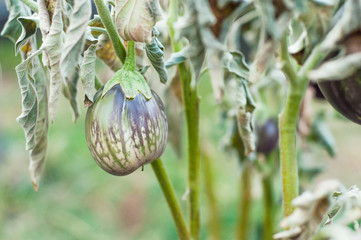 Spotted eggplant hanging on a gray withered stalk. Autumn cooling spoils the garden.