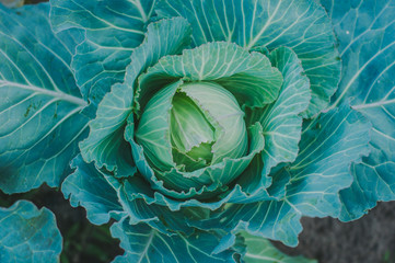 Obraz premium Beautiful bright and juicy green white cabbage growing. View from above.