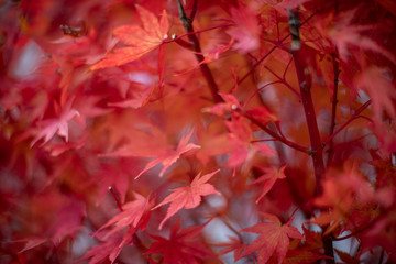 Naklejka na ściany i meble Red maple leaves in autumn season