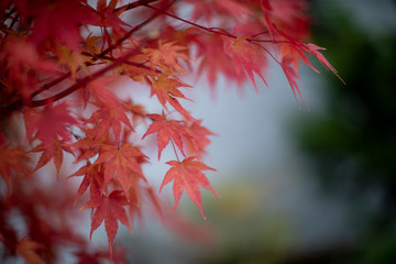Red maple leaves in autumn season
