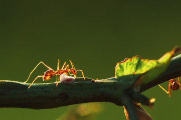 Close-up view of ant climbing on the stem