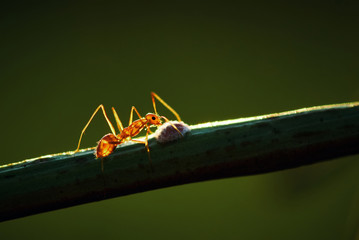 Close-up view of ant climbing on the stem