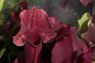 Sydney Australia, close up of silvery hairs at entrance to tubes of a crimson Sarracenia  plant 