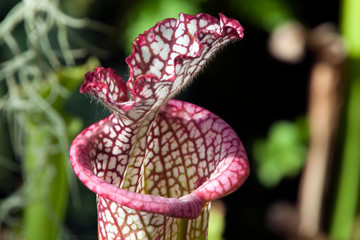 Sydney Australia, mouth of a crimson pitcherplant or Sarracenia leucophylla