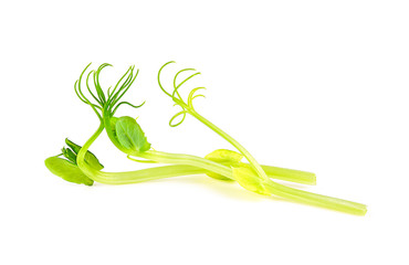 Pea Sprouts on white background