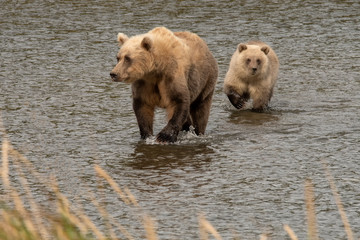 Brown bear mom & cub (Ursus arctos) crossing creek;  Alaska