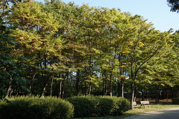 Naklejka premium trees in the park