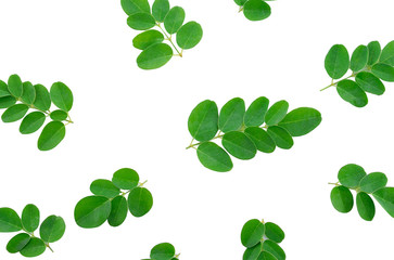 Moringa leaves isolated on white background.