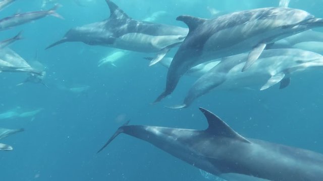 Sardine bait ball running from common dolphins pod near ocean surface