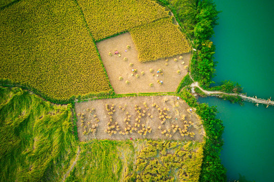 PHONG NAM, CAOBANG, VIETNAM - SEPTEMBER 27, 2019: Local farmers harvesting rice on the fields.