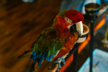Hybrid Red Macaw on a stand