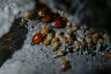 Termite soldiers and termites are working.