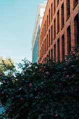 Pink Flowering Bush Against Red Brick Building and Blue Sky