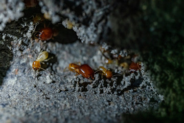 Termite soldiers and termites are working.