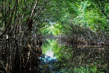 Mangroves