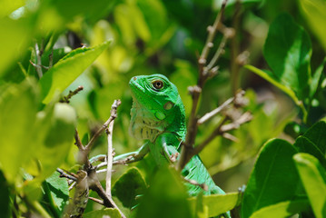 GREEN IGUANA WITH GREEN LEAF BACKGROUND