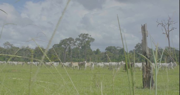 Cattle in a Green Field in Pando, Bolivia