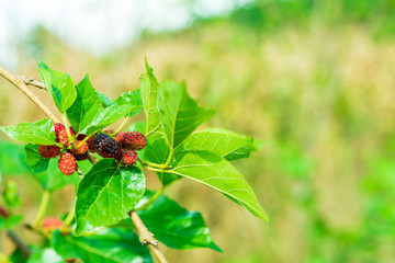 Red purple mulberries on tree.fresh mulberry provides fiber and nutrients highly beneficial.