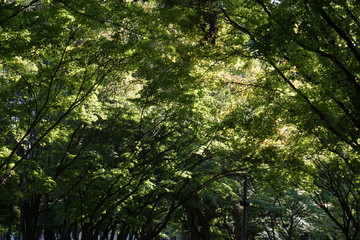 trees in the park