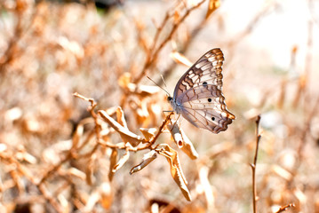 BROWN BUTTERFLY WITH BROWN AND AND BLURRED BROWN BACKGROUND