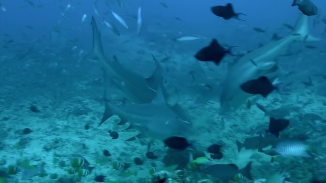 Sharks in school of fish in underwater marine wildlife of Pacific Ocean Tonga.