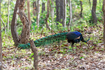 A male peacock feeds on a solitary forest.