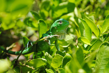 GREEN IGUANA ON GREEN BACKGROUND