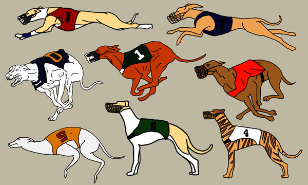 Greyhound dog race, Vector illustration, full color