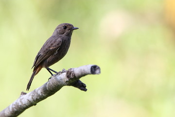 bird on a branch