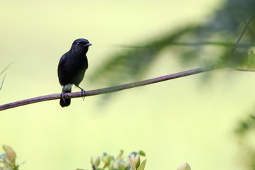 bird on branch