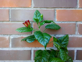 Chinese rose on a background of red brick wall