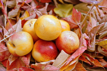 Heap of sweet natural ripe peach or apricot or nectarine on fallen yellow leaves.