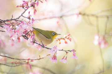 おかめ桜に可愛いメジロ