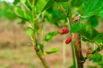 Red purple mulberries on tree.fresh mulberry provides fiber and nutrients highly beneficial.