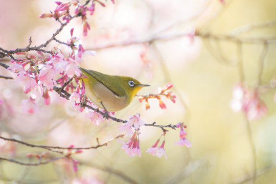 8 178 件の最適な メジロ 画像 ストック写真 ベクター Adobe Stock