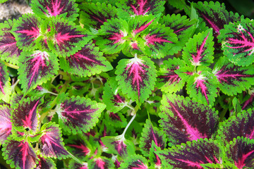 green plant background