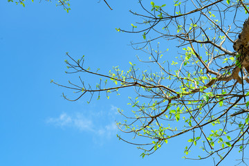 Common fig (Ficus carica) fruit on tree