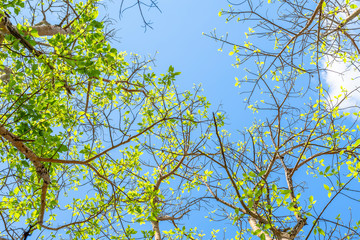 Common fig (Ficus carica) fruit on tree