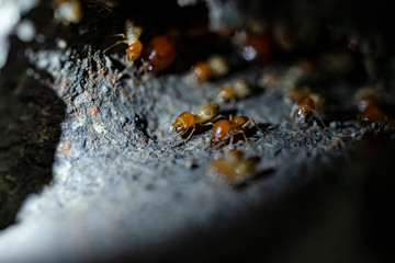 Termite soldiers and termites are working.