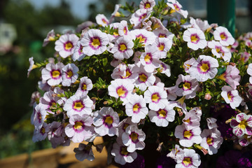 Beautiful blooming flowers in garden, summer background