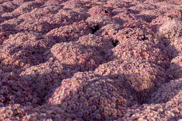 Beautiful pink chrysanthemums background with perspective. flower, nature.