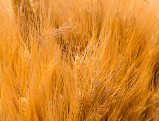 dry spica floral closeup background. field, autumn harvest backdrop