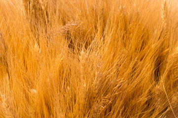 dry spica floral closeup background. field, autumn harvest backdrop