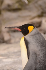 オウサマペンギン