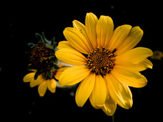 Girasol con fondo negro. 