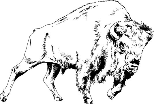 Bison Running Drawing