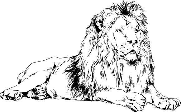 How to draw a lion | Step by step Drawing tutorials-saigonsouth.com.vn